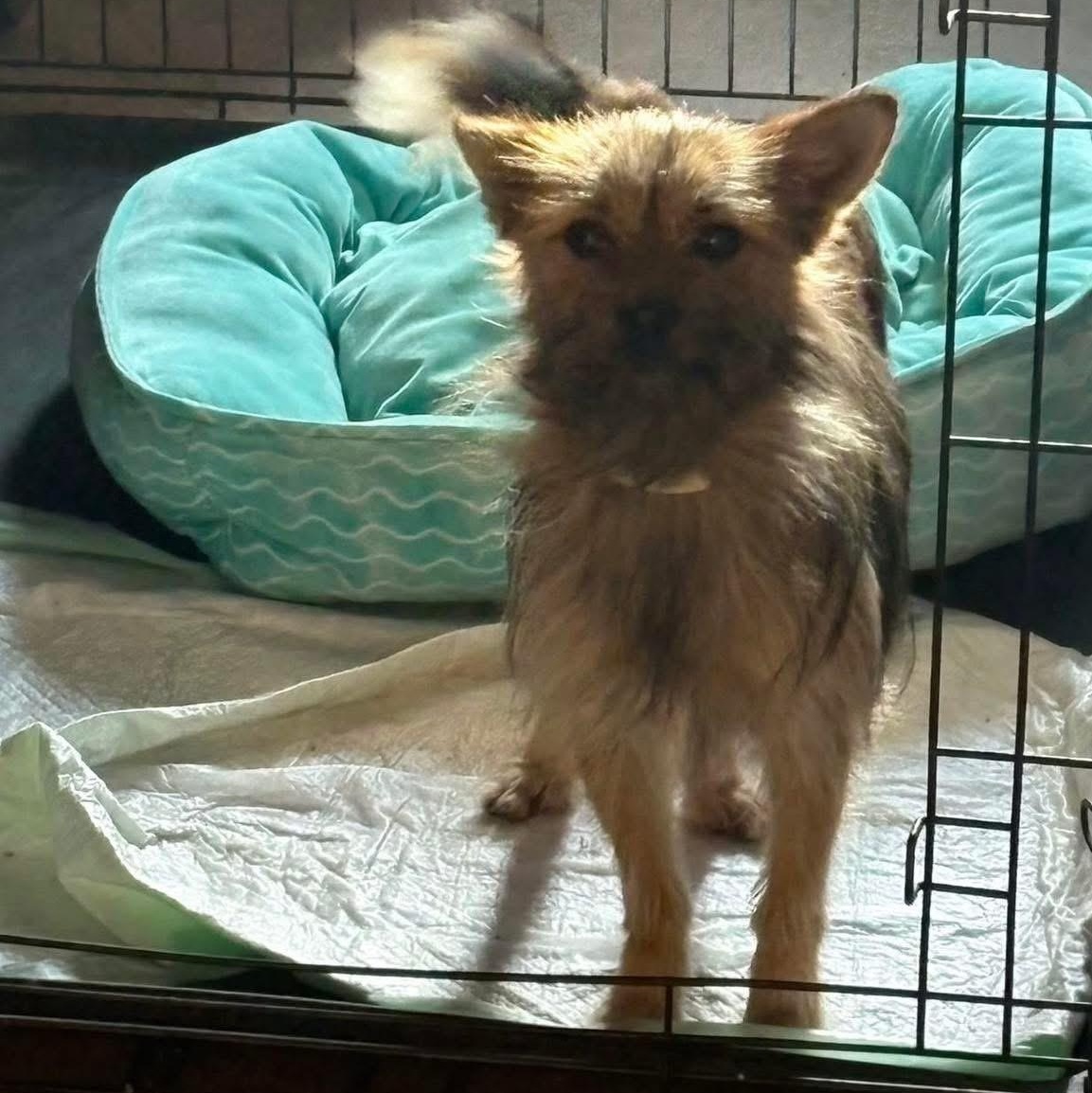 Enlarge Kolbie Jack, a ADOPTABLE mixed breed in Lubbock, TX image 2/3
