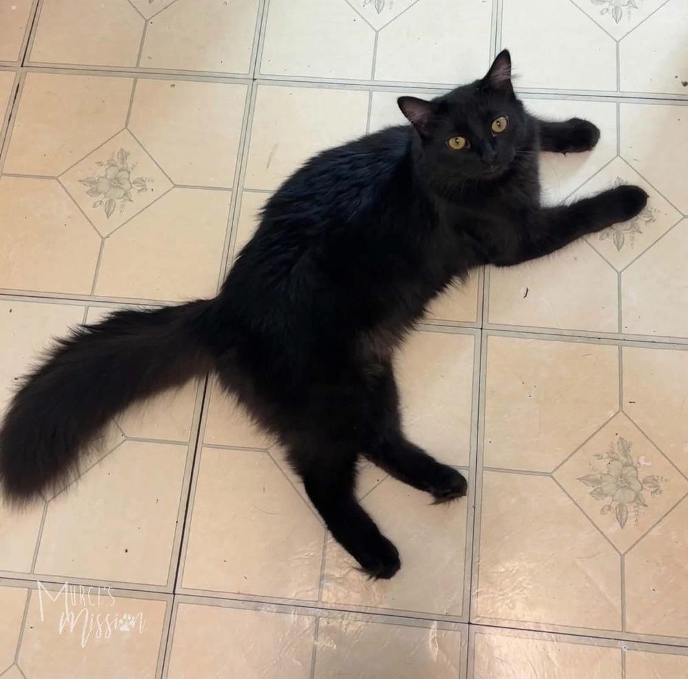 Jacob, Adoptable, Young Male Domestic Long Hair.