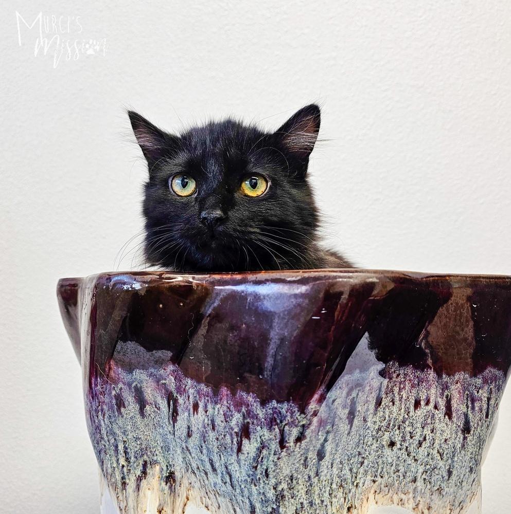 Jacob, Adoptable, Young Male Domestic Long Hair.