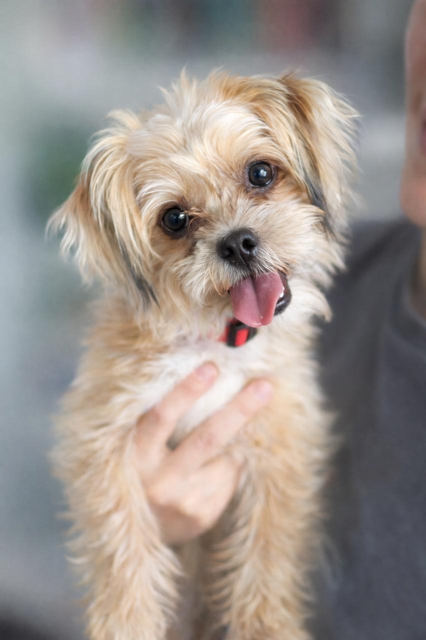 Pongo, adopted, Young Male Shih Tzu & Chihuahua.