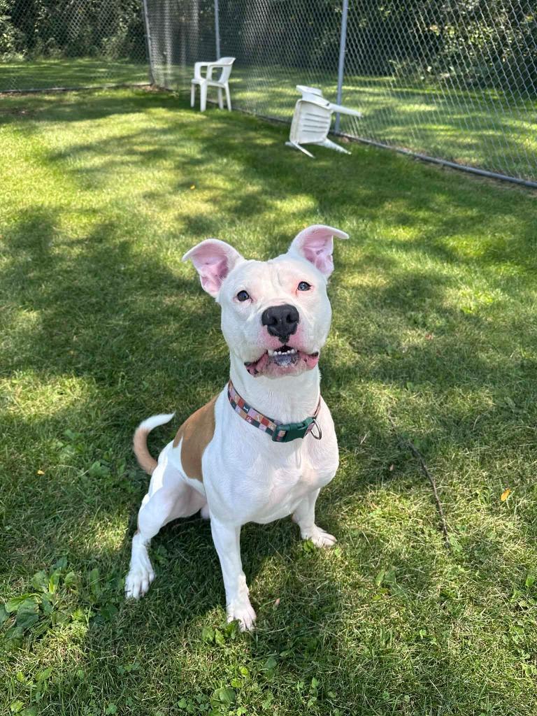 Enlarge Ozzy, a Adoptable mixed breed in Marion, OH image 1/4