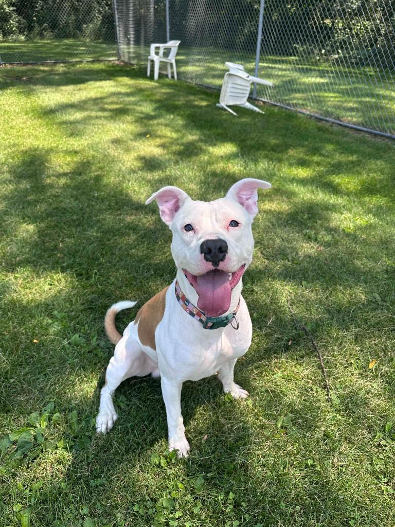 Enlarge Ozzy, a Adoptable mixed breed in Marion, OH image 2/4