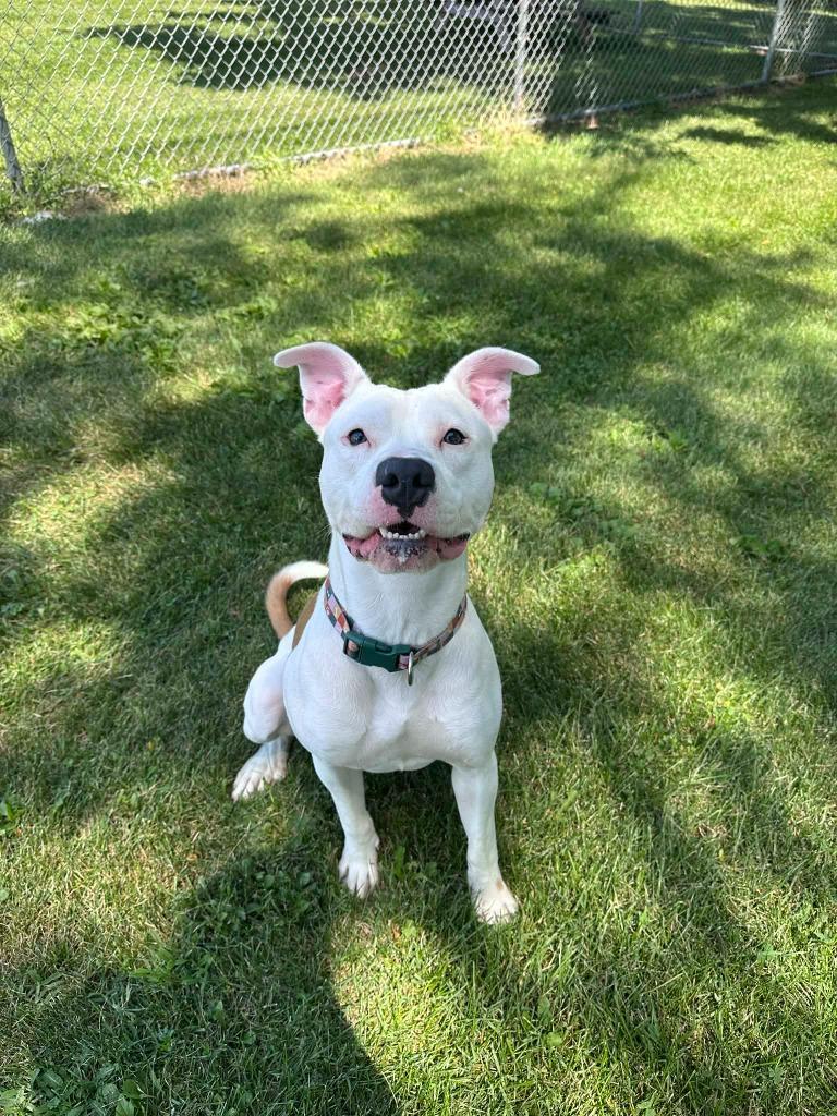 Enlarge Ozzy, a Adoptable mixed breed in Marion, OH image 3/4