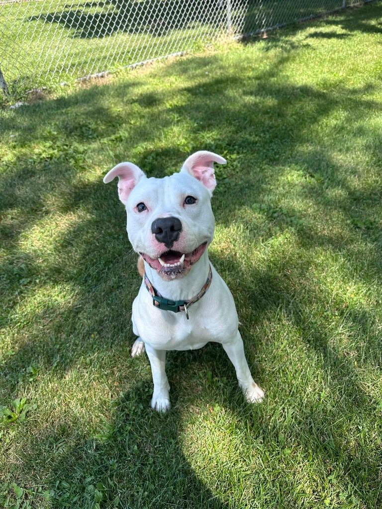 Enlarge Ozzy, a Adoptable mixed breed in Marion, OH image 4/4