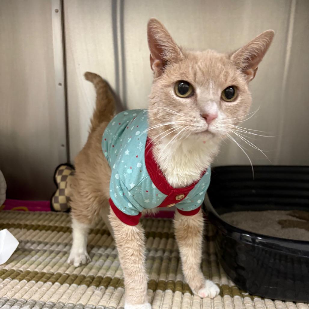 Queenie — thumbnail 2