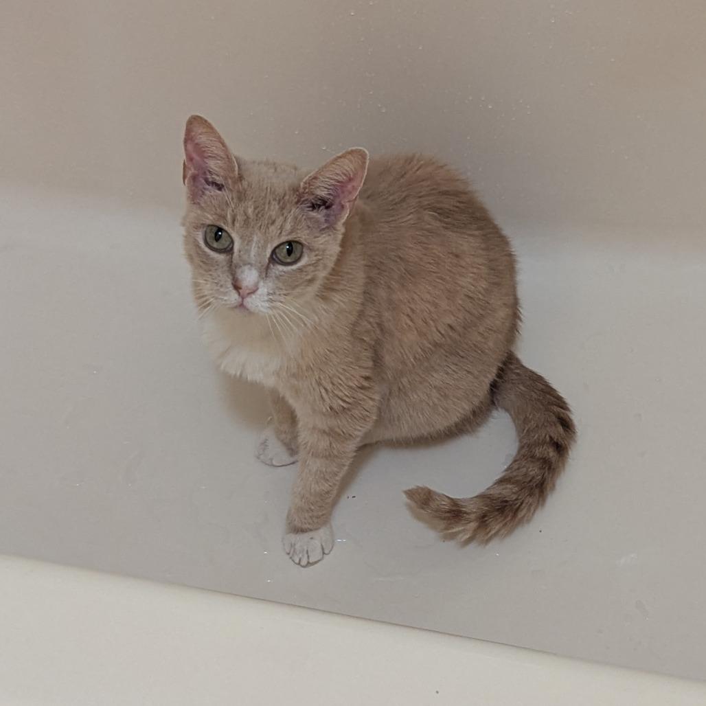 Queenie — thumbnail 4