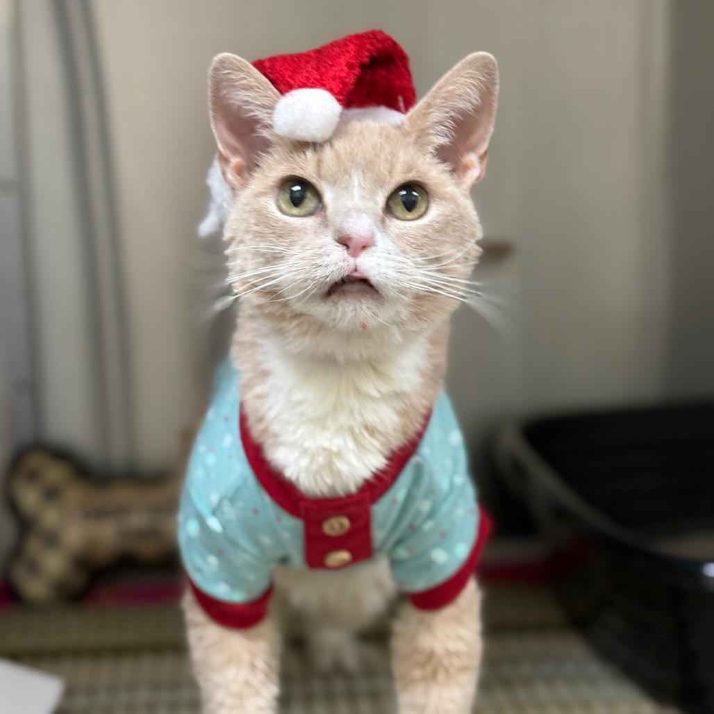 Queenie — thumbnail 5