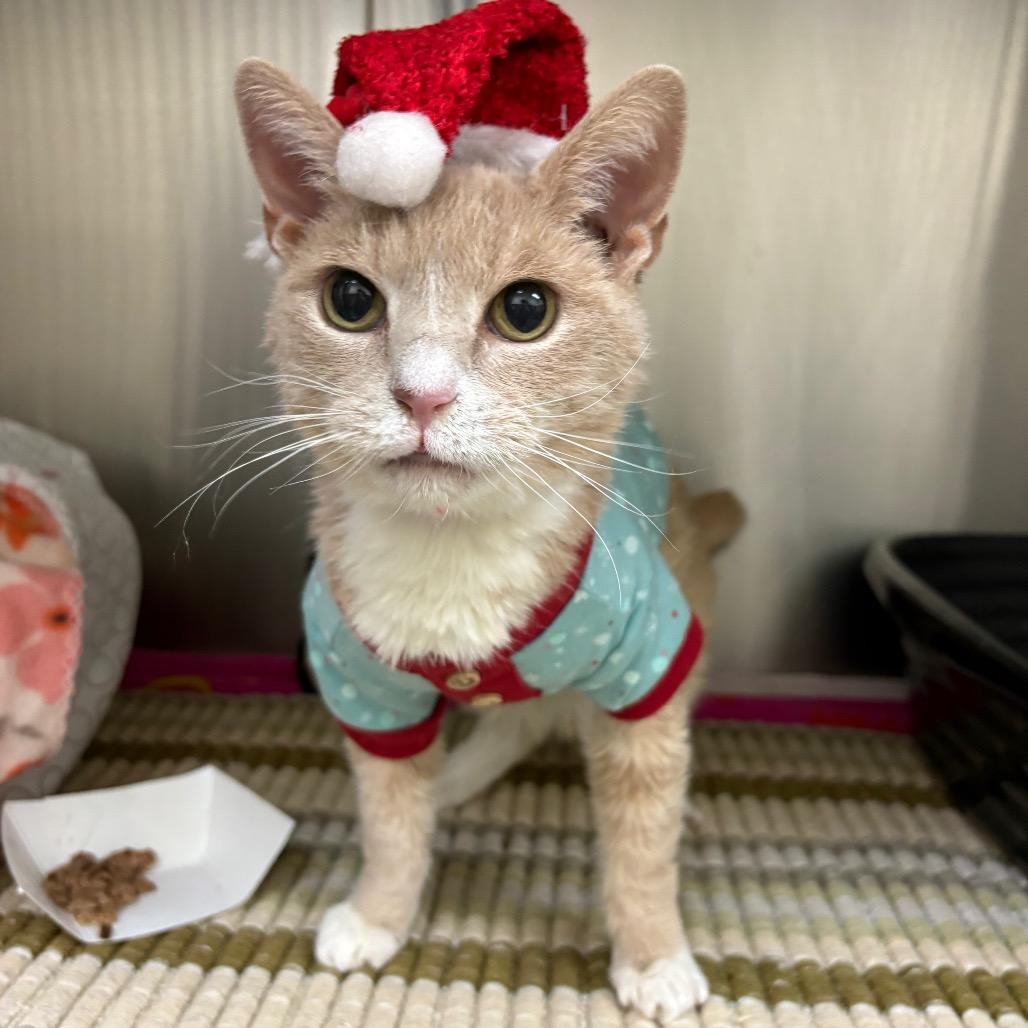 Queenie — thumbnail 6