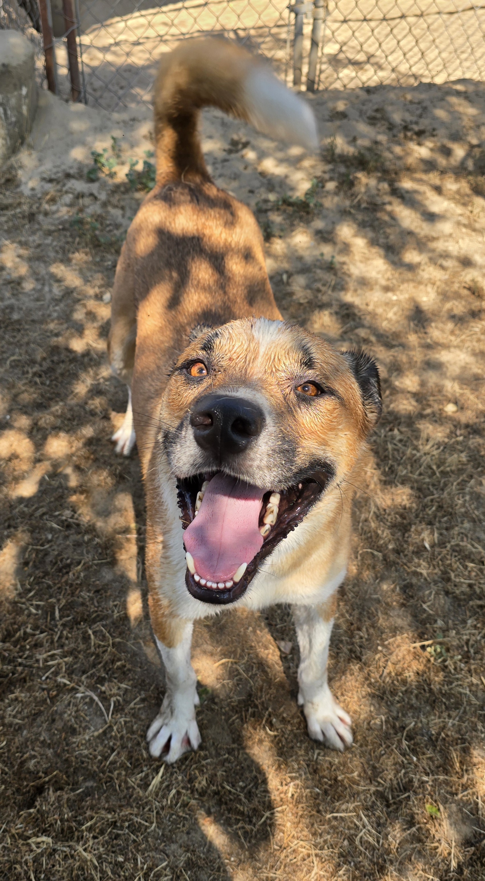 Enlarge Buddy, a Adoptable mixed breed in Selma, CA image 3/5