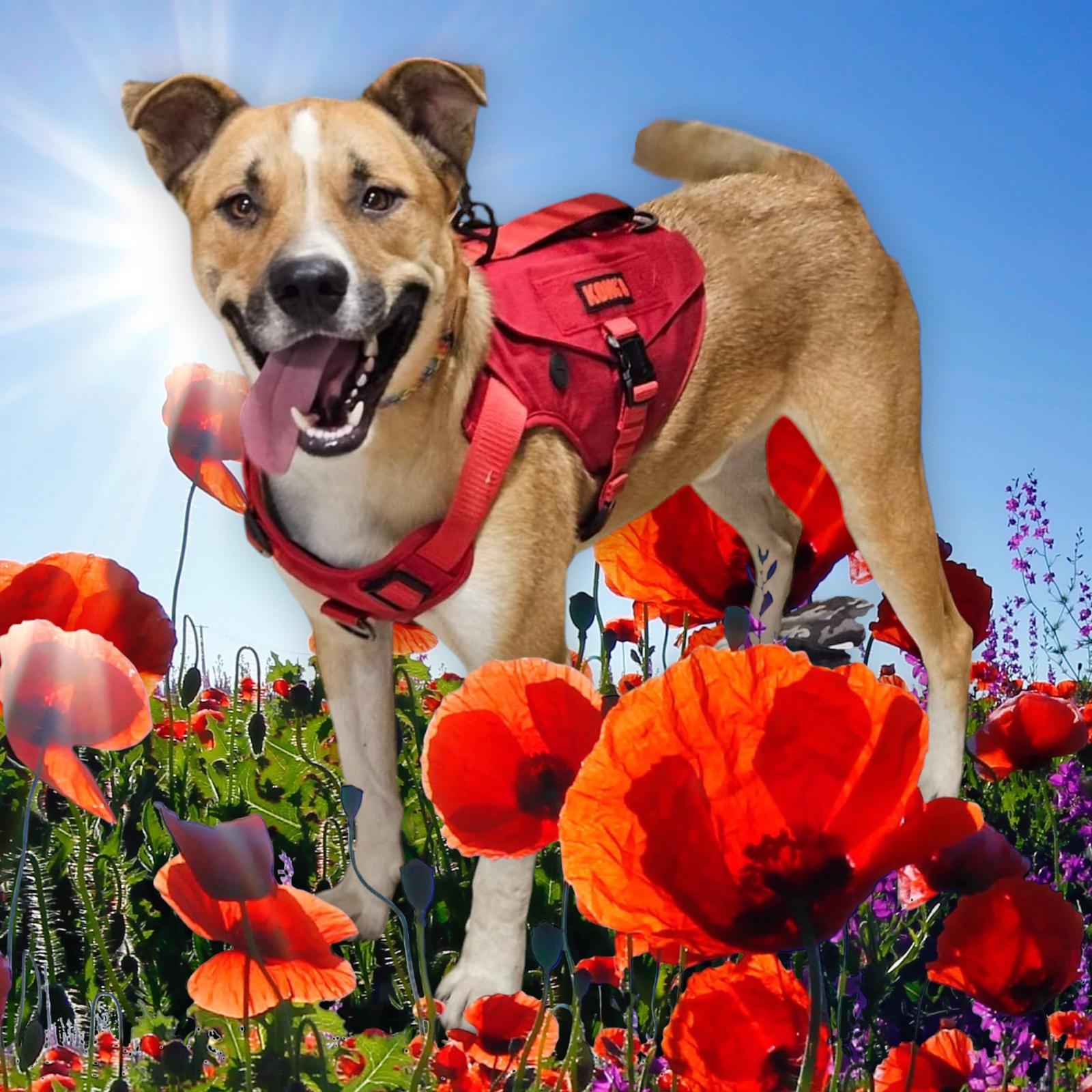 Enlarge Buddy, a Adoptable mixed breed in Selma, CA image 2/5