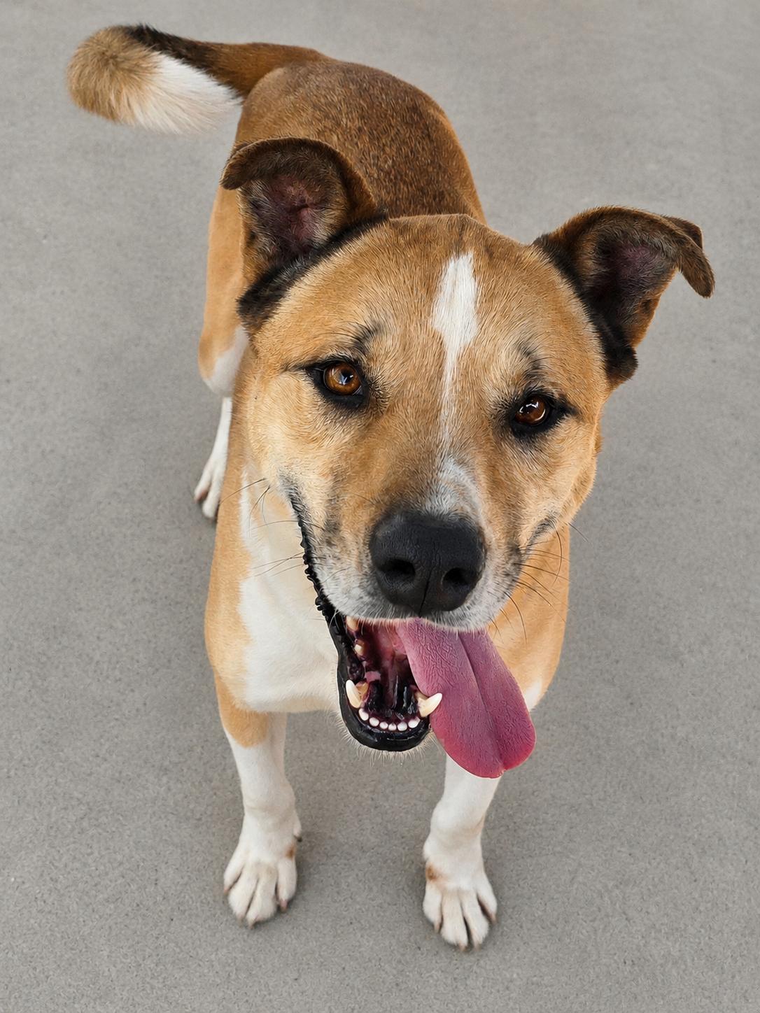Enlarge Buddy, a Adoptable mixed breed in Selma, CA image 6/6