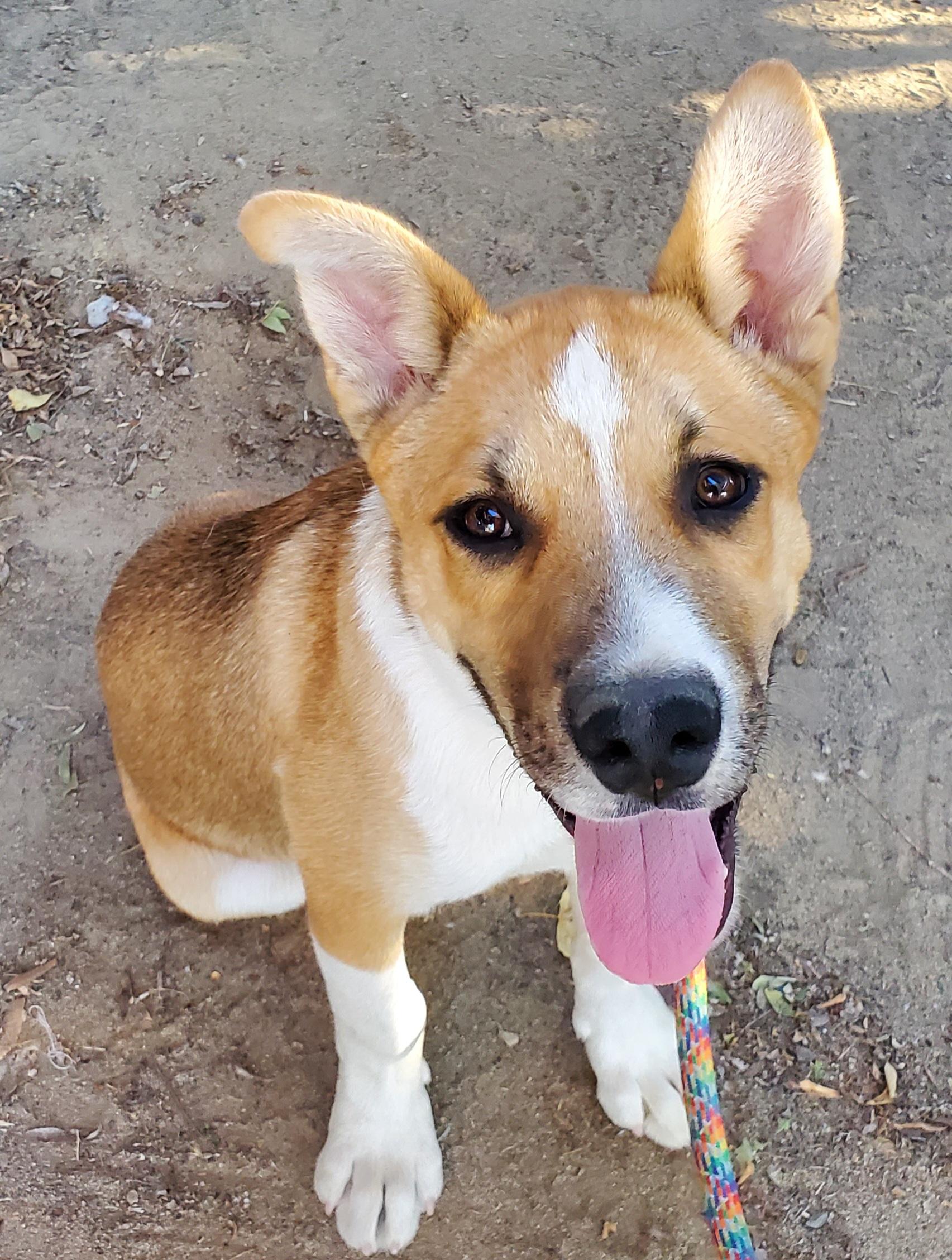 Enlarge Buddy, a Adoptable mixed breed in Selma, CA image 4/6