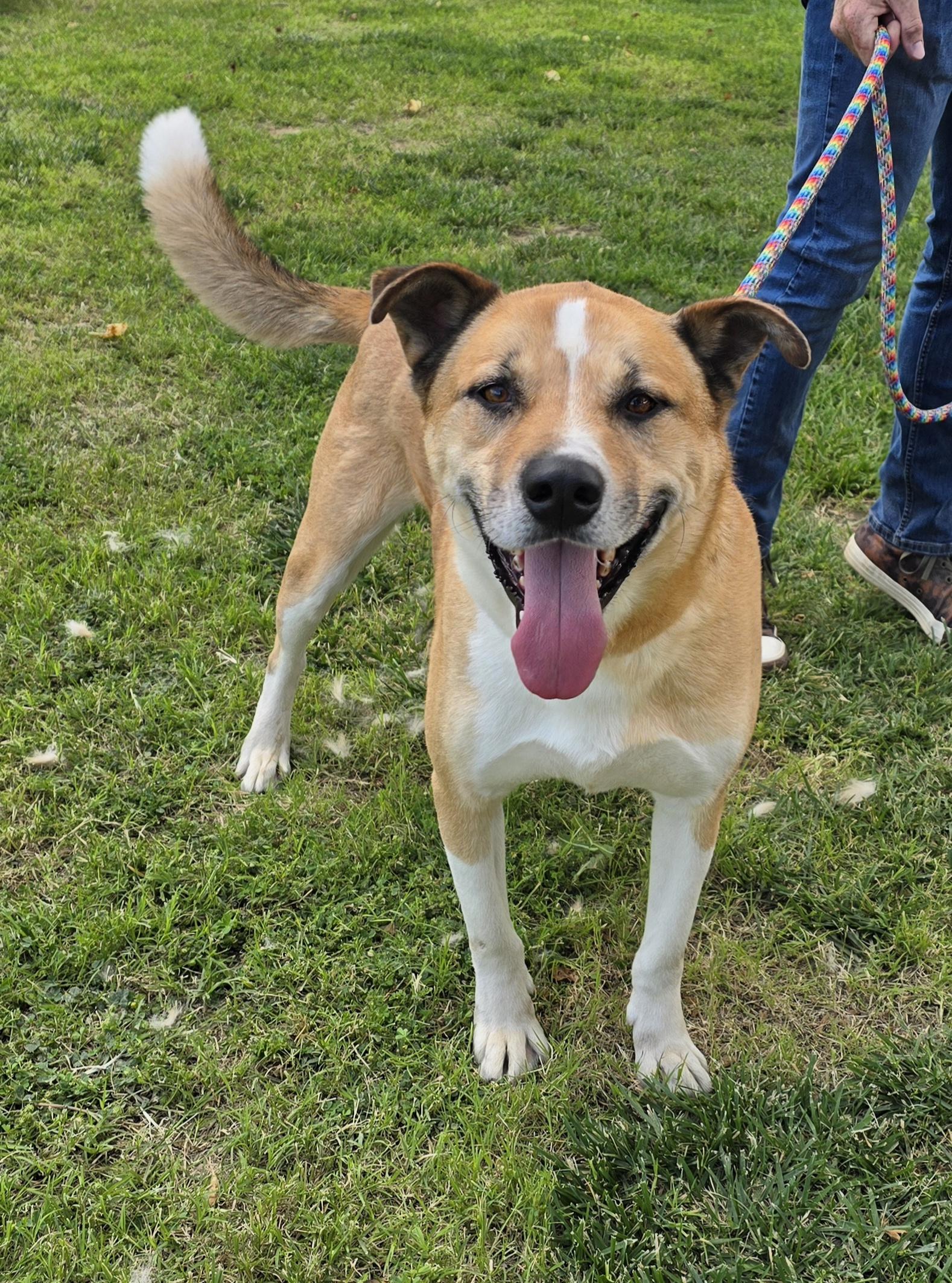 Enlarge Buddy, a Adoptable mixed breed in Selma, CA image 2/6