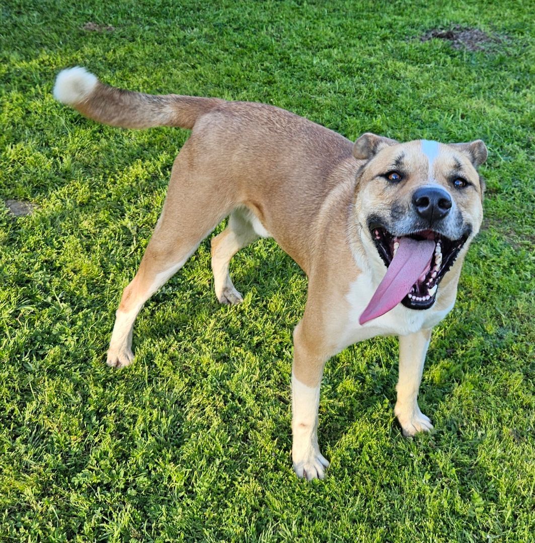 Enlarge Buddy, a Adoptable mixed breed in Selma, CA image 5/5