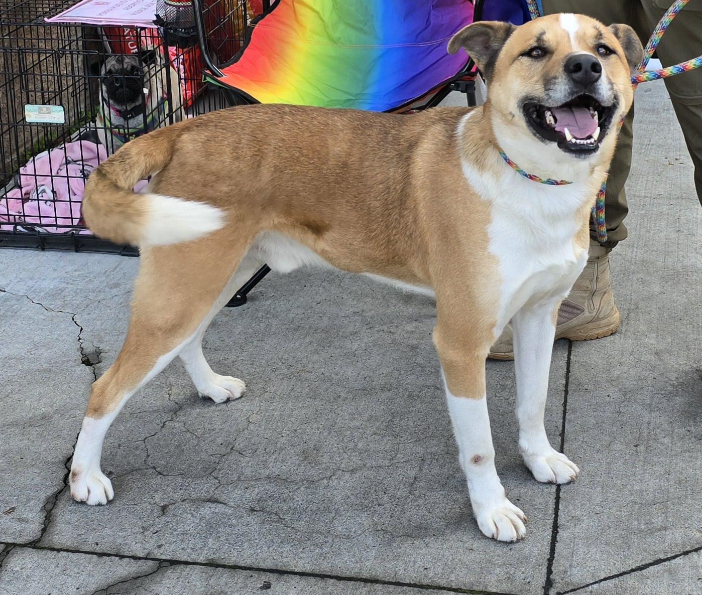 Buddy, Adoptable, Young Male Shepherd & Pit Bull Terrier.
