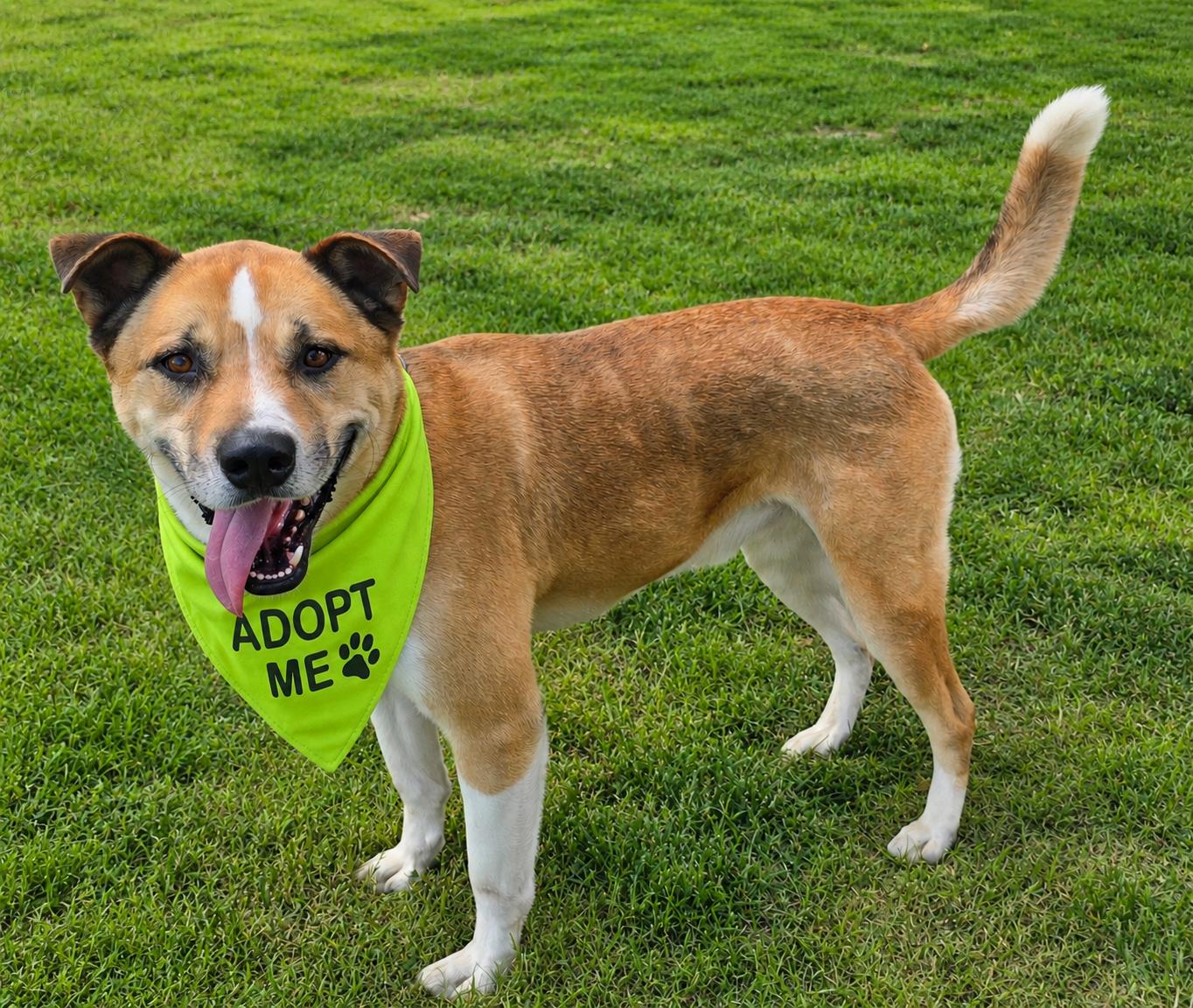 Buddy, Adoptable, Adult Male Shepherd & Pit Bull Terrier.