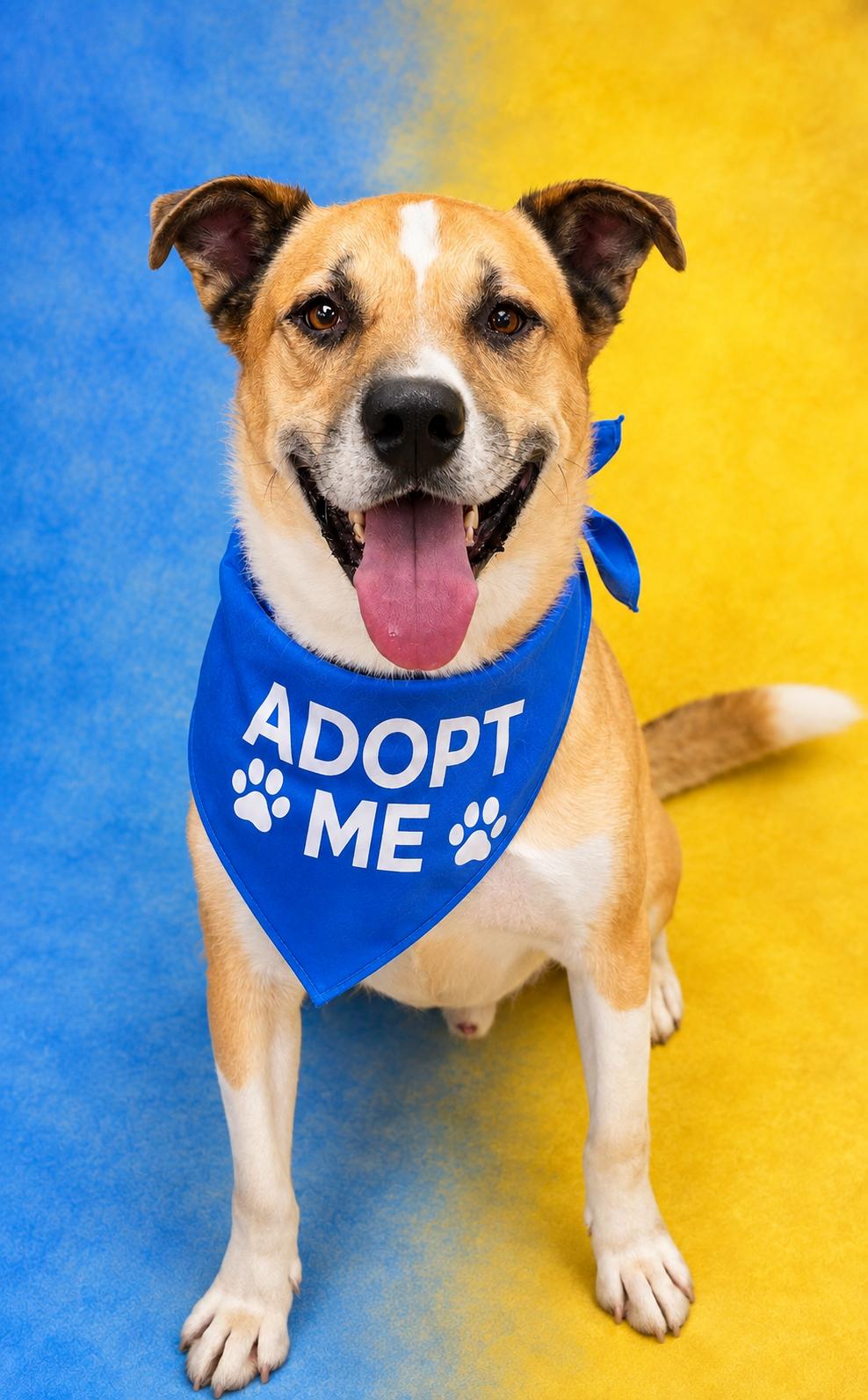 Buddy, Adoptable, Adult Male Shepherd & Pit Bull Terrier.