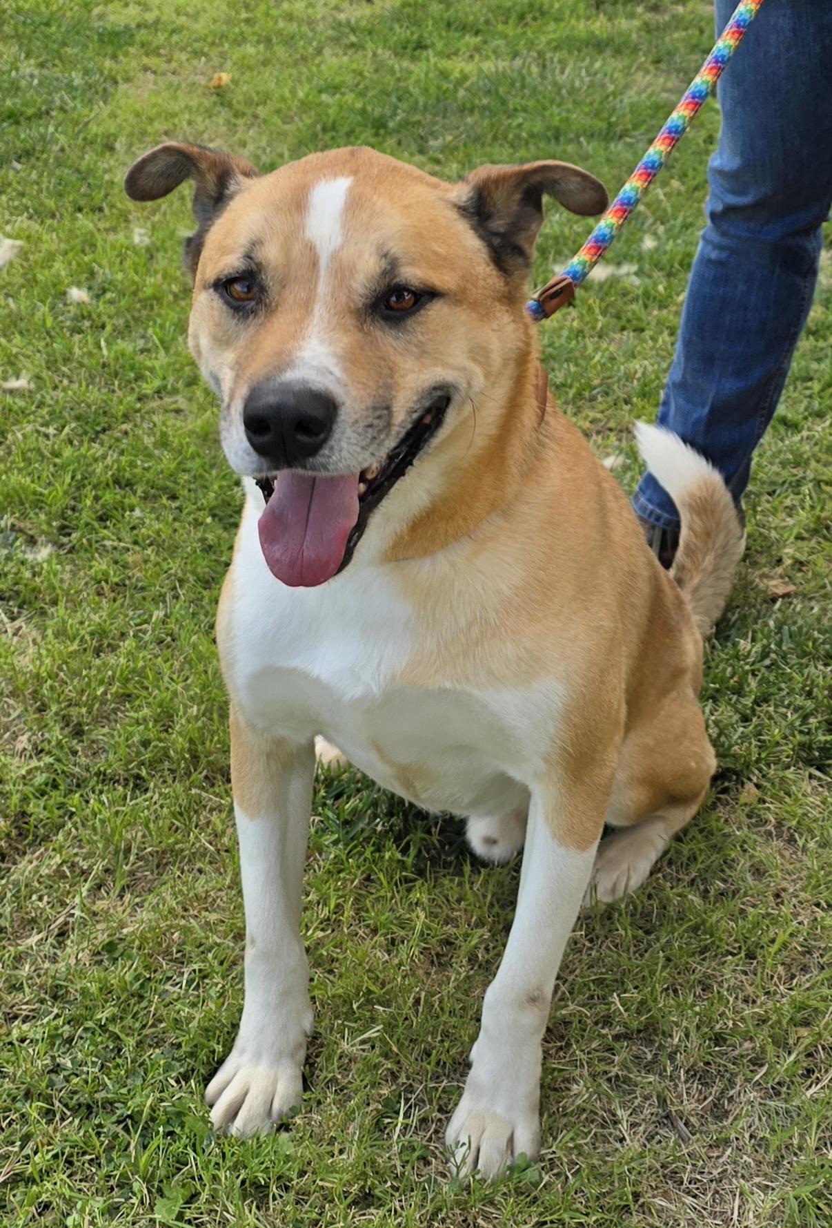 Enlarge Buddy, a Adoptable mixed breed in Selma, CA image 5/6