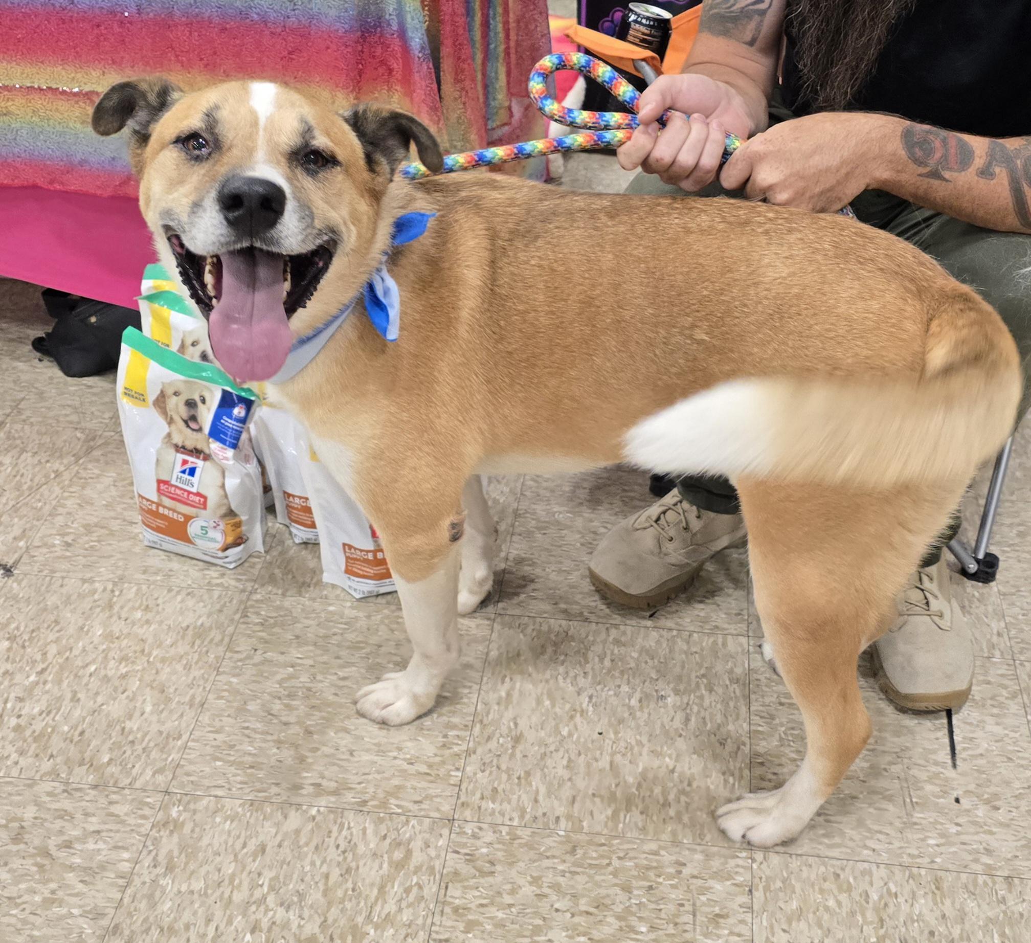 Enlarge Buddy, a Adoptable mixed breed in Selma, CA image 6/6