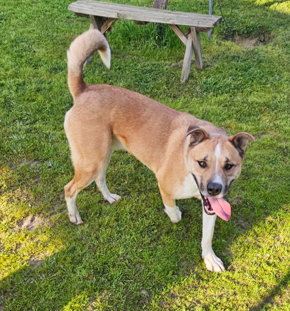 Enlarge Buddy, a Adoptable mixed breed in Selma, CA image 4/5
