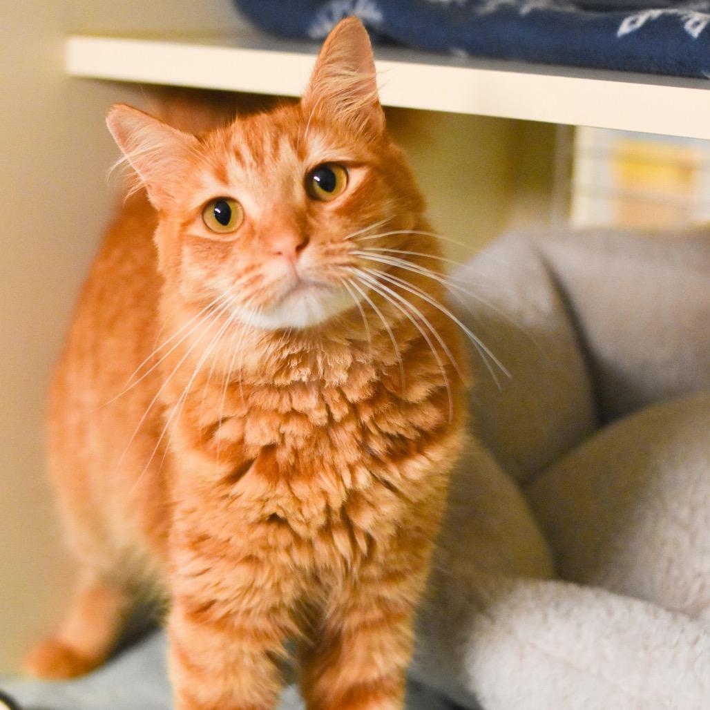 Enlarge Ginger, a Adoptable Domestic Medium Hair in Kailua Kona, HI image 1/5