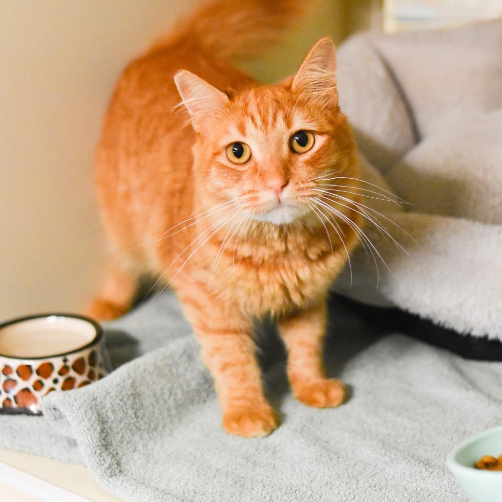 Enlarge Ginger, a Adoptable Domestic Medium Hair in Kailua Kona, HI image 2/5