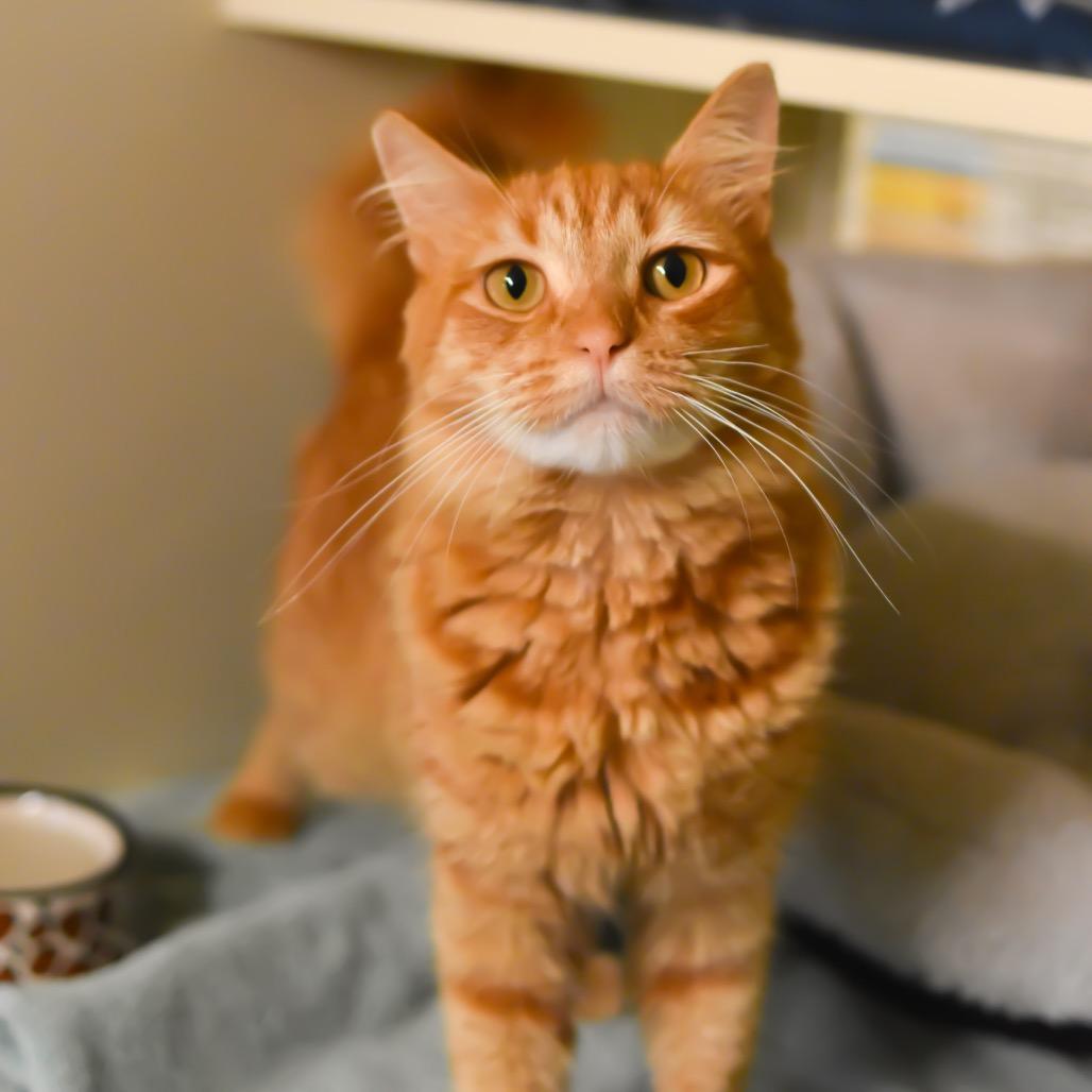 Enlarge Ginger, a Adoptable Domestic Medium Hair in Kailua Kona, HI image 3/5