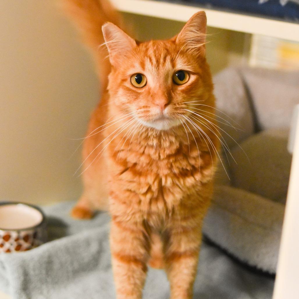 Enlarge Ginger, a Adoptable Domestic Medium Hair in Kailua Kona, HI image 4/5