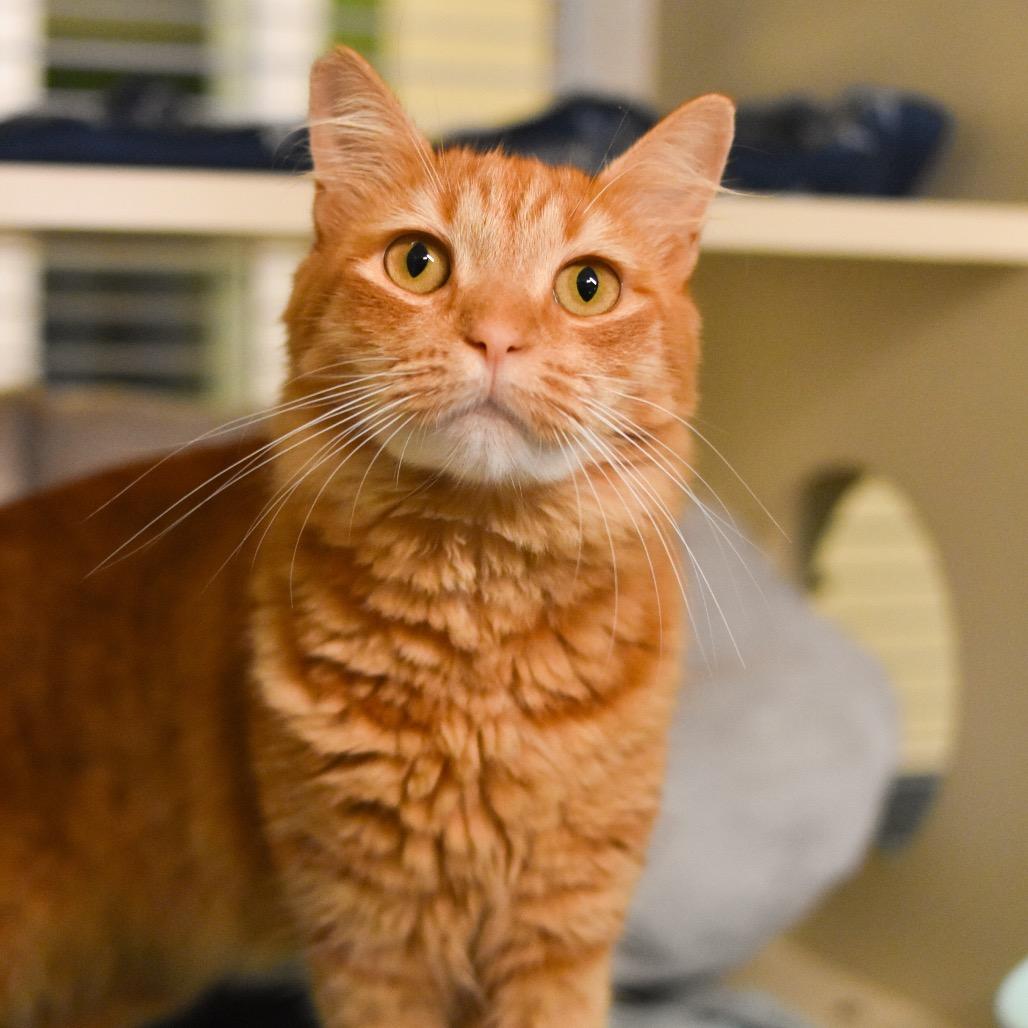 Enlarge Ginger, a Adoptable Domestic Medium Hair in Kailua Kona, HI image 5/5