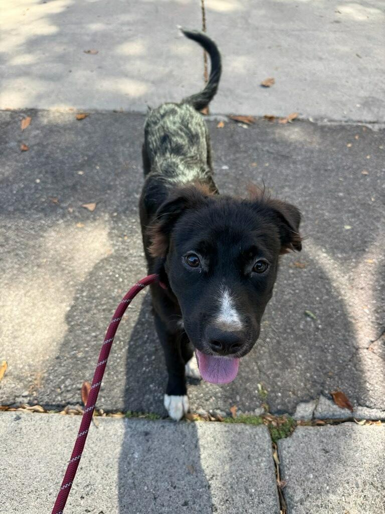 Enlarge Bandit - Courtesy Listing see info, a ADOPTABLE mixed breed in Polson, MT image 3/3
