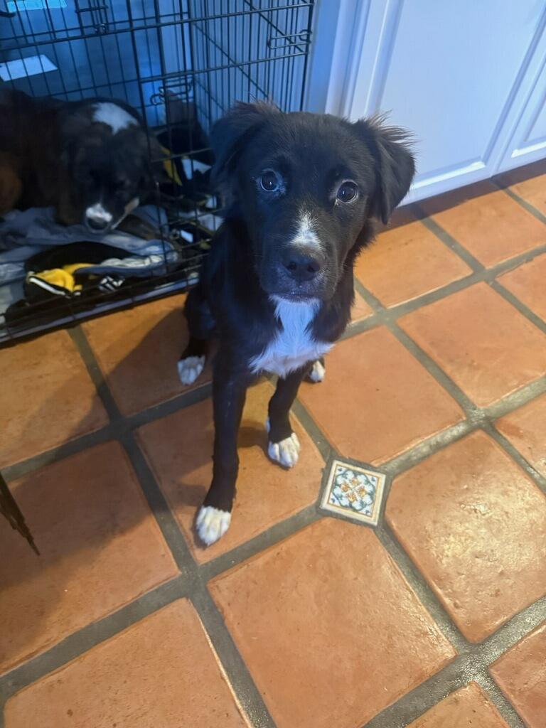 Enlarge Bandit - Courtesy Listing see info, a ADOPTABLE mixed breed in Polson, MT image 2/3