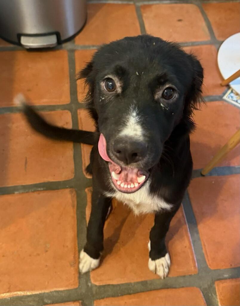 Bandit - Courtesy Listing see info, ADOPTABLE, Young Male Mixed Breed.