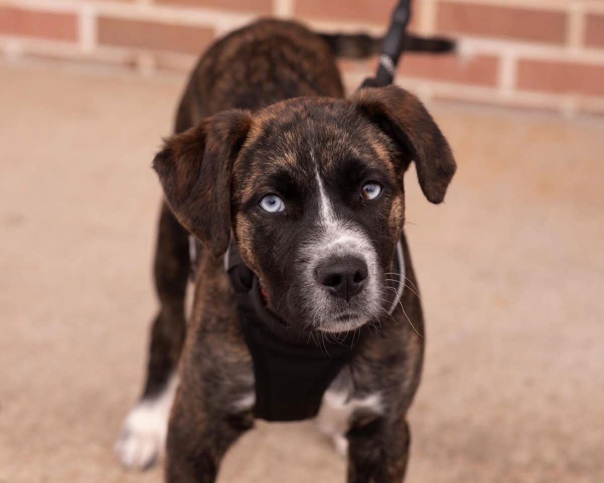 TUCKER, a Adopted Plott Hound in Raphine, VA image 3/3