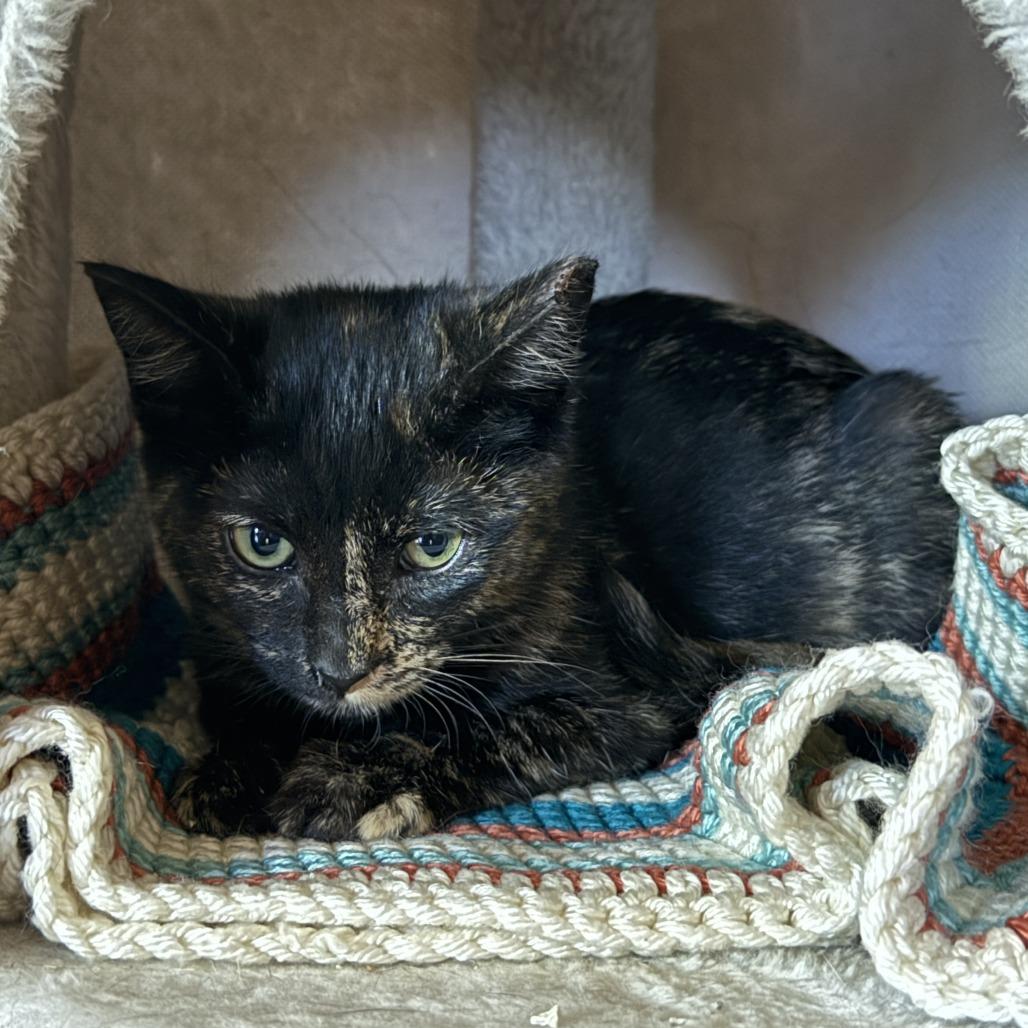 Tobie — thumbnail 2