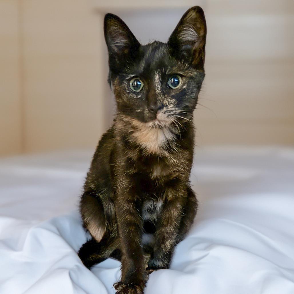 Tobie — thumbnail 3