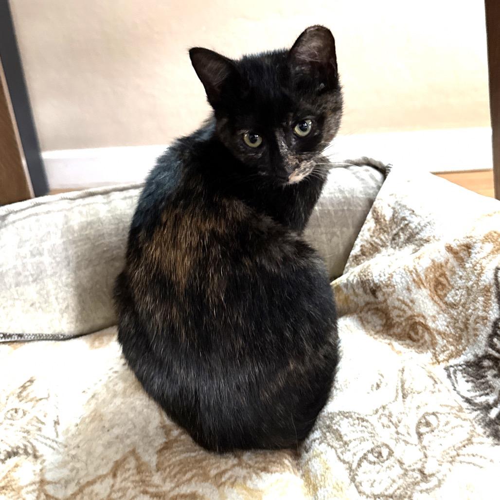 Tobie — thumbnail 4