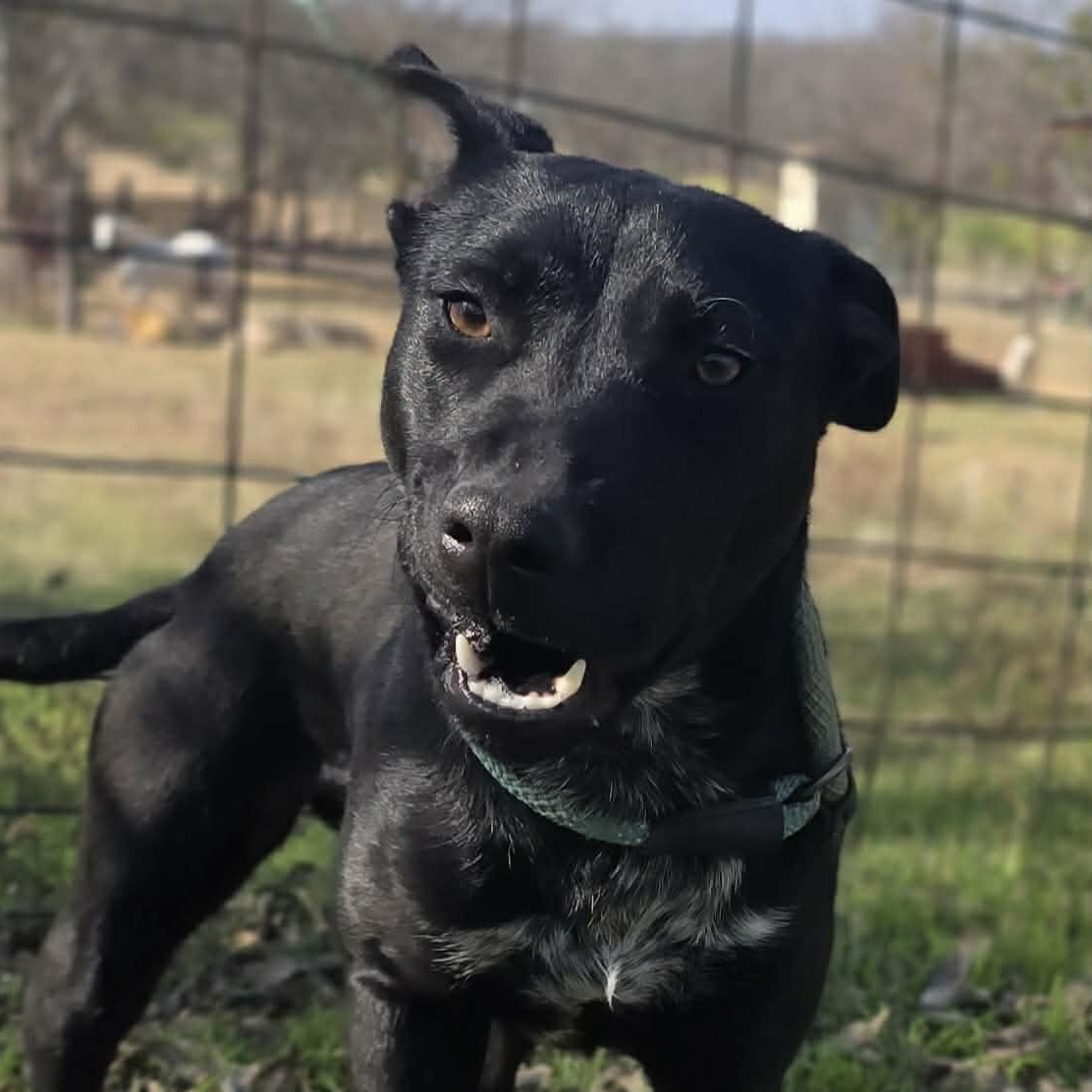 Puddin Pop-fostered in Texas, transport available