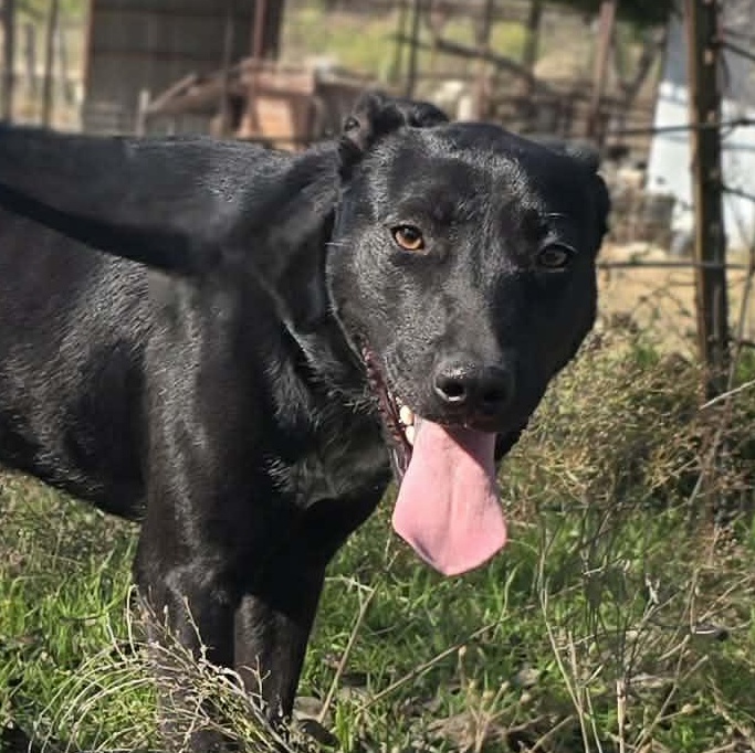 Puddin Pop-fostered in Texas, transport available — thumbnail 2