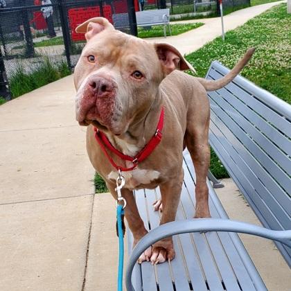 Enlarge Jo-Jo, a Adoptable mixed breed in Fairfax, VA image 1/3