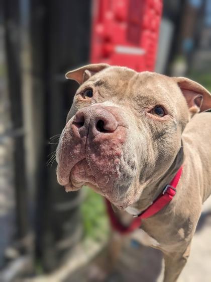 Enlarge Jo-Jo, a Adoptable mixed breed in Fairfax, VA image 2/3