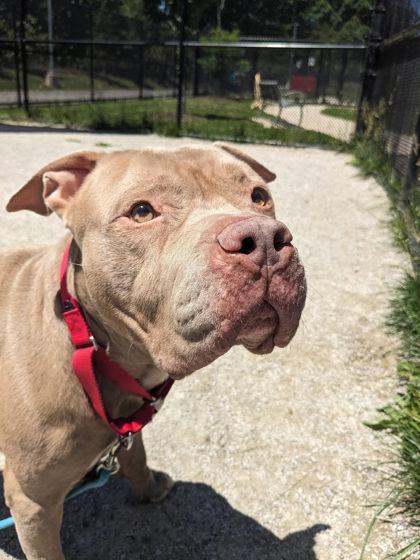Enlarge Jo-Jo, a Adoptable mixed breed in Fairfax, VA image 3/3