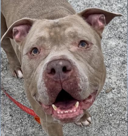 Jo-Jo, a Adoptable mixed breed in Fairfax, VA image 2/3