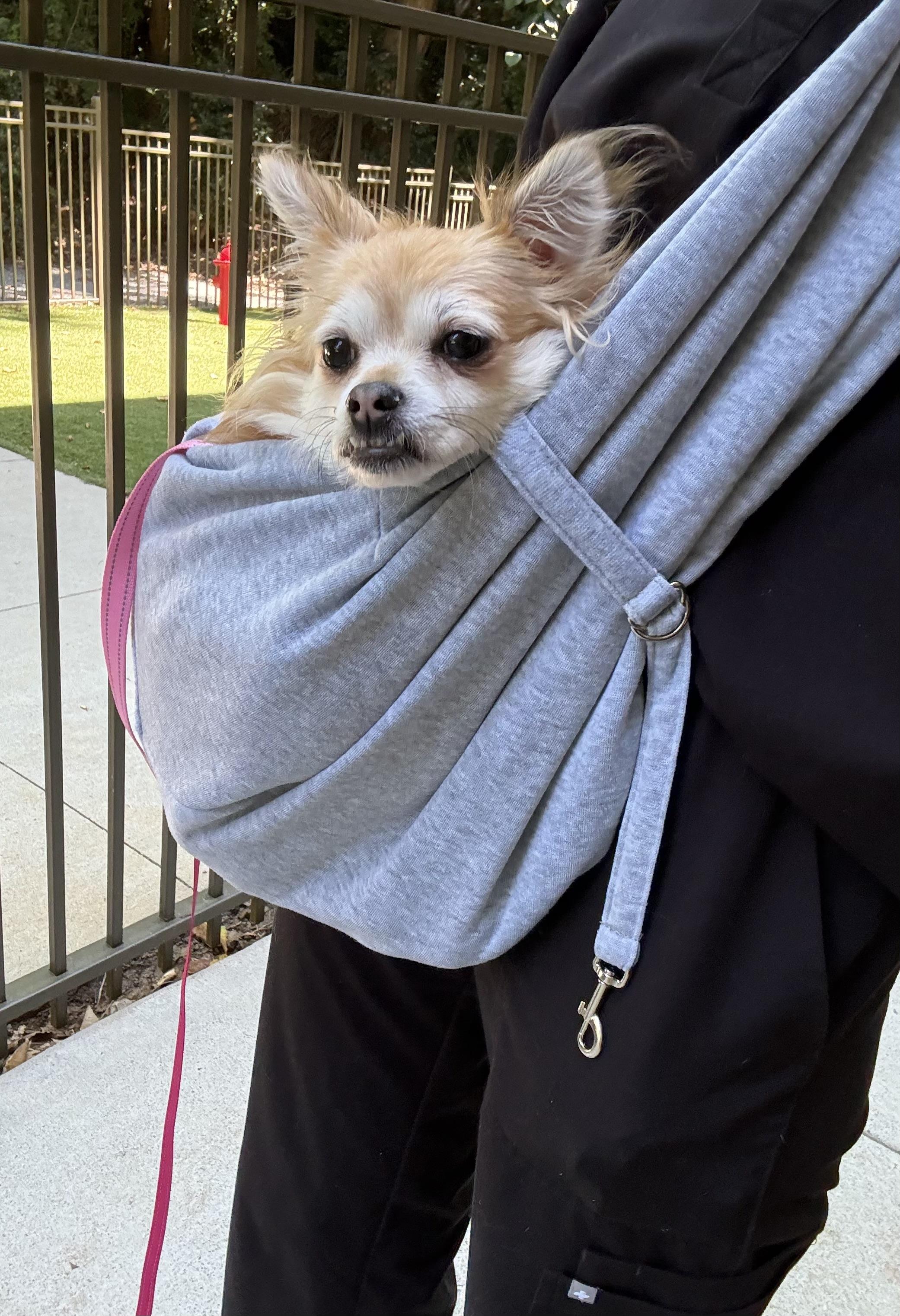 Enlarge Rory, a Adoptable mixed breed in Atlanta, GA image 2/5