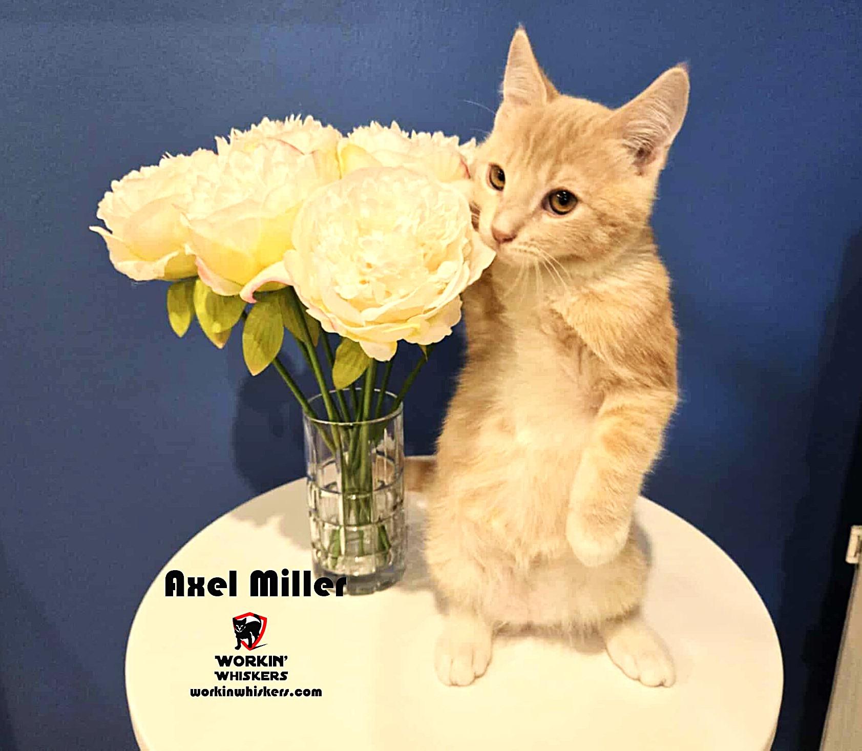 Enlarge AXEL MILLER, an adopted mixed breed in Murrieta, CA image 2/6