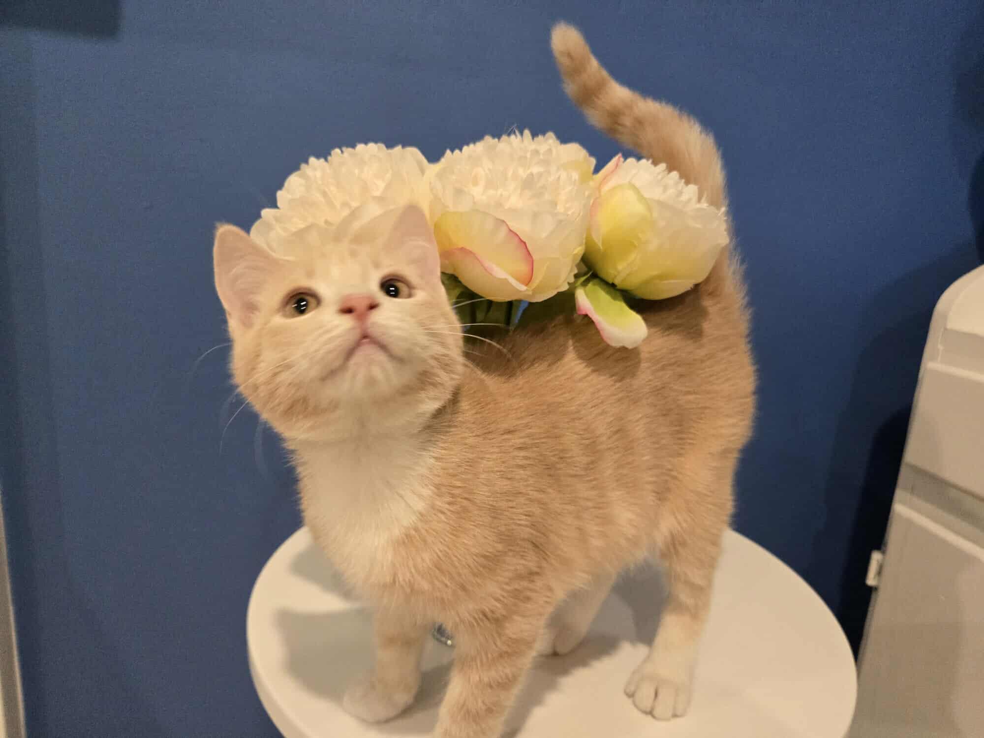 Enlarge AXEL MILLER, an adopted mixed breed in Murrieta, CA image 3/6