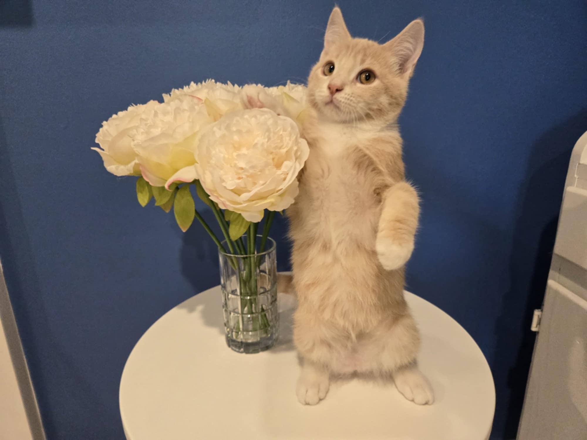 Enlarge AXEL MILLER, an adopted mixed breed in Murrieta, CA image 6/6