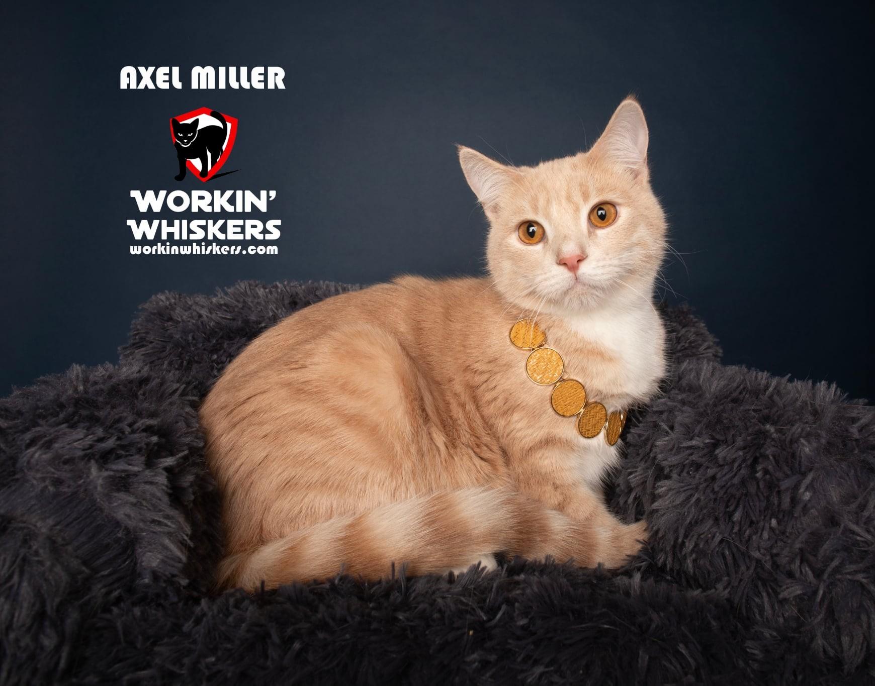Enlarge AXEL MILLER, an adopted mixed breed in Murrieta, CA image 1/6