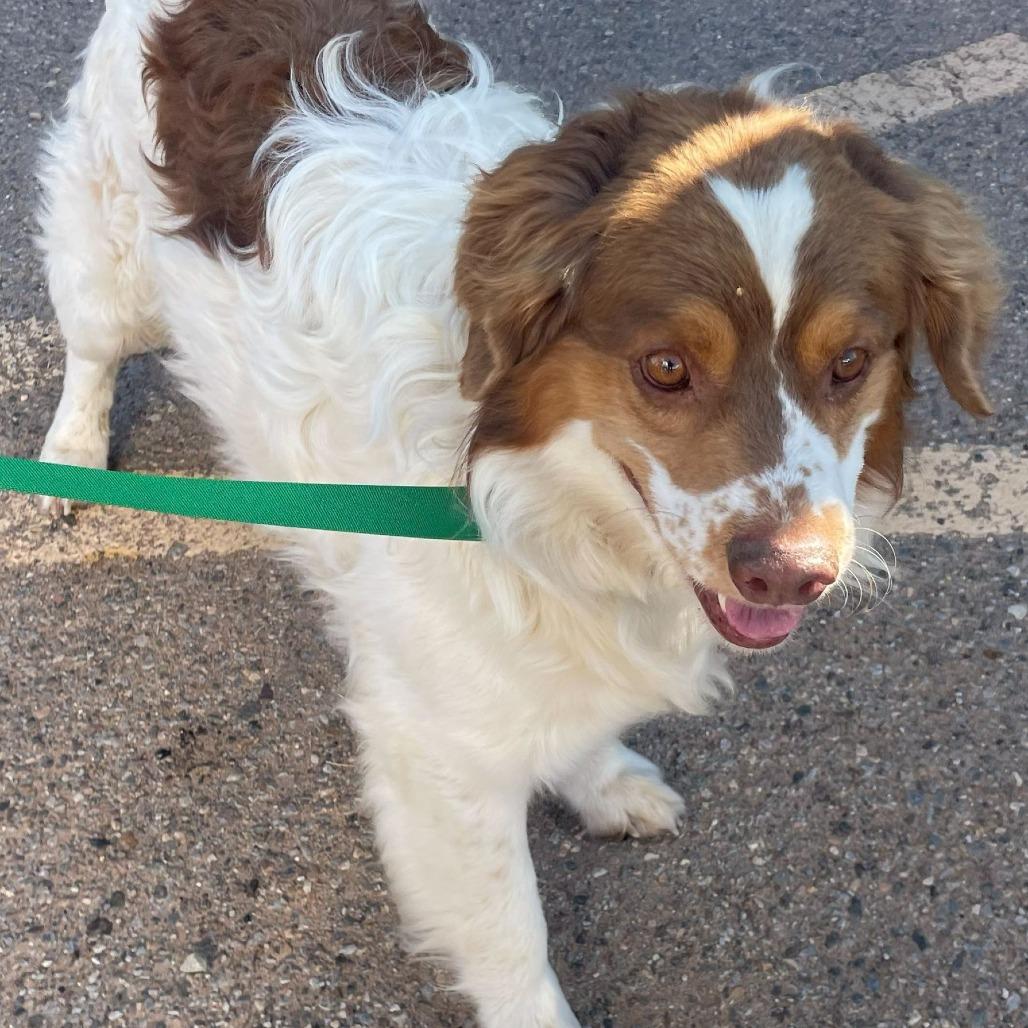 Loki, Adoptable, Senior Male Brittany Spaniel & Cavalier King Charles Spaniel.