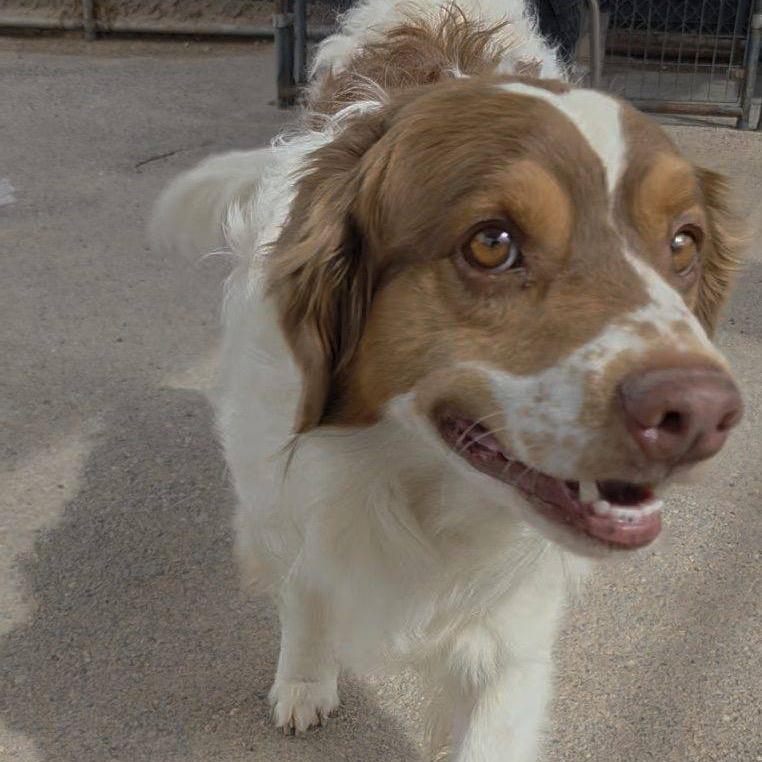 Loki, a Adoptable mixed breed in Bernalillo, NM image 2/4