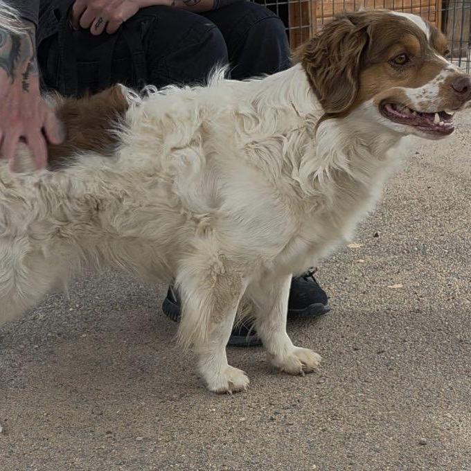 Loki, a Adoptable mixed breed in Bernalillo, NM image 3/4